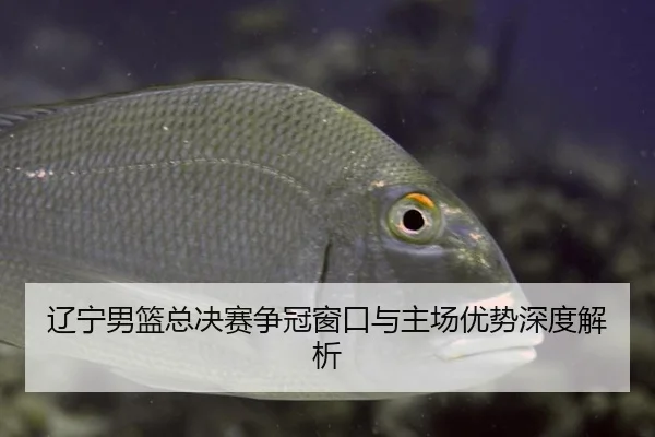 辽宁男篮总决赛争冠窗口与主场优势深度解析